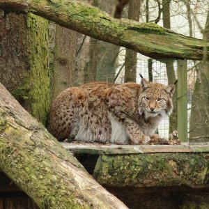 Luchs